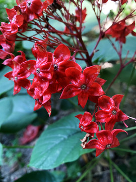 狀元紅網(wǎng)，揭秘4987精準(zhǔn)資料的秘密，狀元紅網(wǎng)揭秘，精準(zhǔn)資料4987背后的秘密