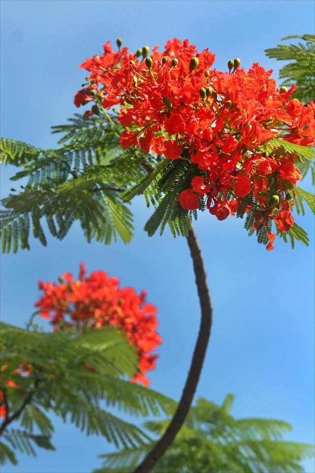狀元紅，揭秘4987最準(zhǔn)最快的秘密武器，狀元紅，揭秘最準(zhǔn)最快的秘密武器 4987