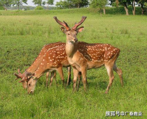 最新版本的6566cc澳彩資料大全介紹及特色功能解析，最新6566cc澳彩資料大全介紹與特色功能深度解析