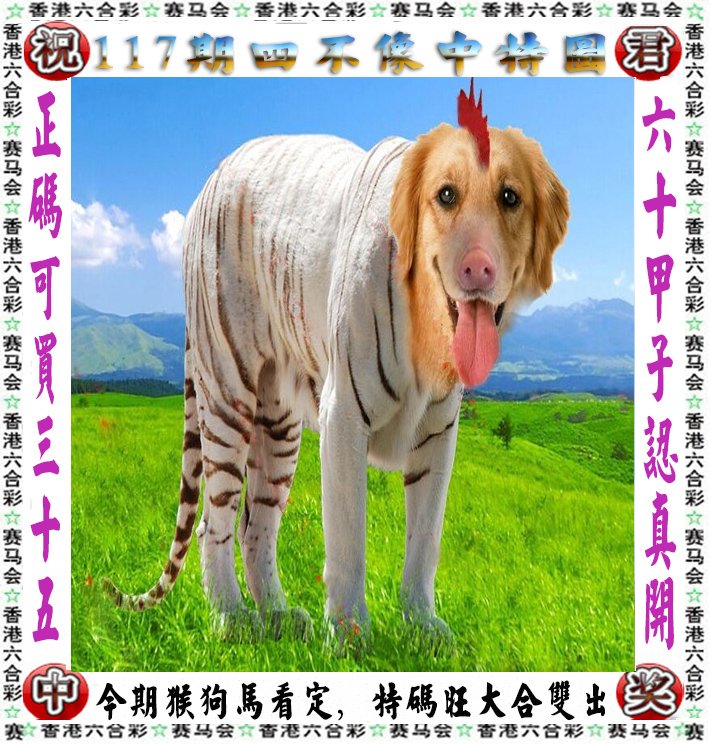 王中王四不像一肖論壇，探索神秘論壇的世界，王中王四不像一肖論壇，神秘論壇世界的探索之旅