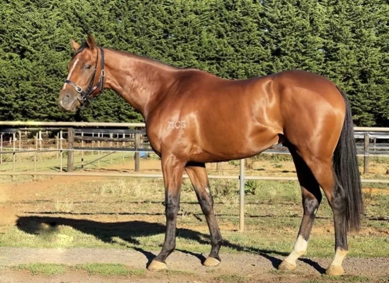 今晚澳門特馬開什么？今晚四不像的探討，今晚澳門特馬開彩結果及四不像探討