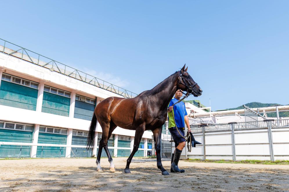 香港賽馬，77777與88888的激情碰撞，香港賽馬盛宴，激情碰撞的77777與88888對決