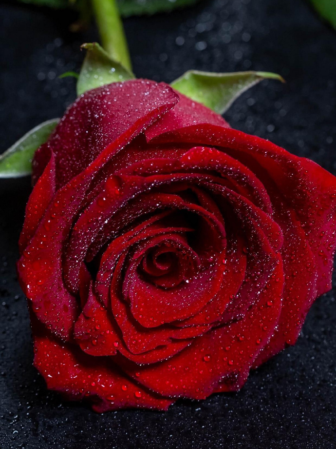 玫瑰花的魅力與SEO優(yōu)化策略，玫瑰花的魅力與SEO策略之道