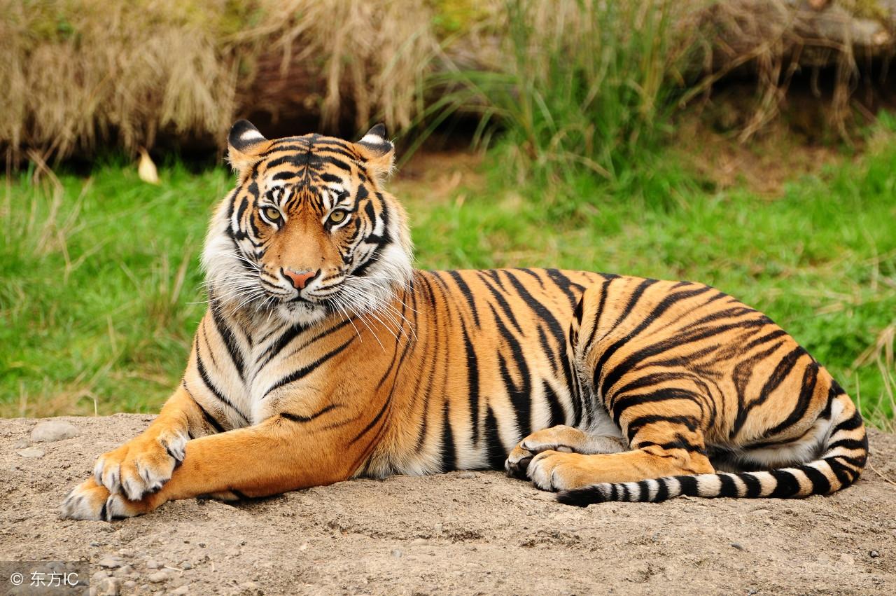 今期生肖王中王，猜一生肖——揭秘生肖奧秘，揭秘生肖王中王，今期生肖奧秘大解密