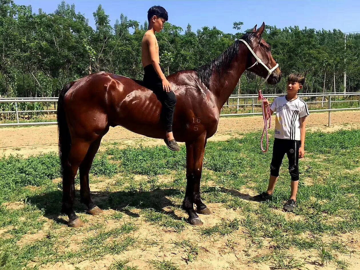 一馬爆特圖，揭秘背后的故事與SEO優(yōu)化策略，揭秘一馬爆特圖的背后故事與SEO優(yōu)化策略全攻略