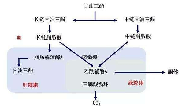 降甘油三酯最有效的藥，全面解析與選擇策略，降甘油三酯最有效的藥物解析與選擇指南