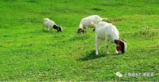 澳門(mén)出羊下期必開(kāi)一肖，揭秘生肖彩票的奧秘與策略，揭秘生肖彩票奧秘，澳門(mén)出羊后必開(kāi)一肖策略探討