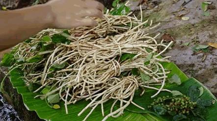 魚腥草并非一級致癌物，真相揭示與科學(xué)解讀，魚腥草真相揭秘，非一級致癌物，科學(xué)解讀與解讀誤區(qū)揭秘