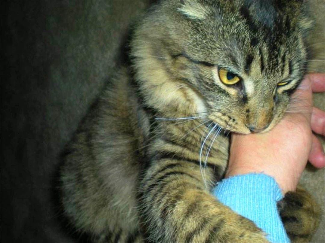 狂犬病潛伏期最長(zhǎng)多久，深入了解狂犬病的潛伏期及相關(guān)知識(shí)，深入了解狂犬病潛伏期，最長(zhǎng)多久及其他相關(guān)知識(shí)解析