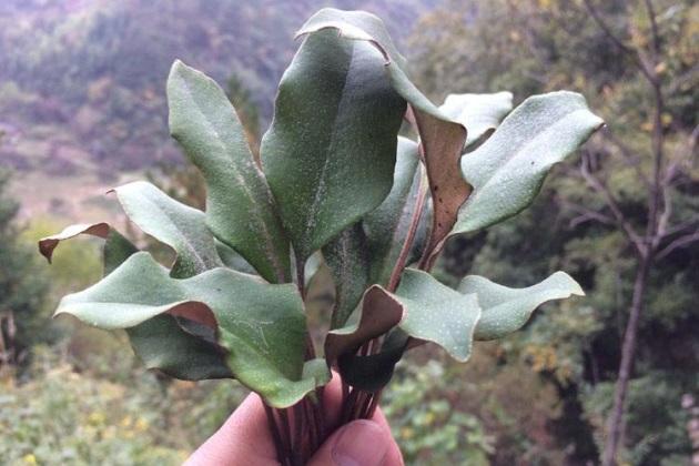 鐵皮石斛泡水喝的功效，揭示其潛在的健康益處，鐵皮石斛泡水喝的健康益處，探索其潛在功效與益處