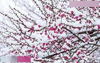 探索新澳門正版梅花詩，展望2025年第107期精彩內(nèi)容，探索新澳門正版梅花詩，展望第107期精彩內(nèi)容揭曉