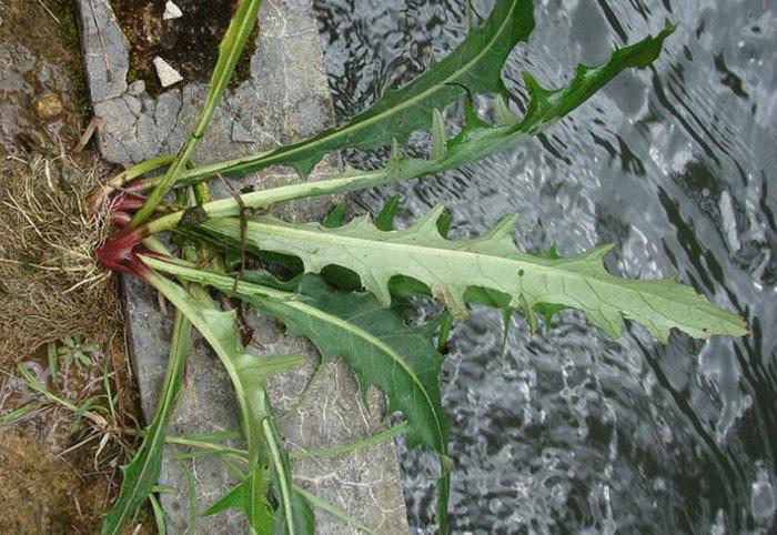 關(guān)于益母草過量攝入導(dǎo)致意外流產(chǎn)的警示，益母草過量攝入引發(fā)意外流產(chǎn)風(fēng)險警示