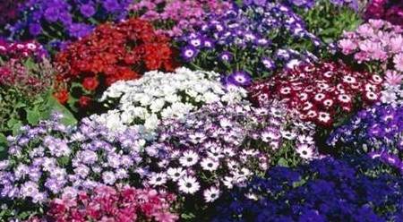 揭秘神秘的管家婆鳳凰，7777788888背后的故事，揭秘?cái)?shù)字背后的神秘管家婆鳳凰，777778與8888的傳奇故事