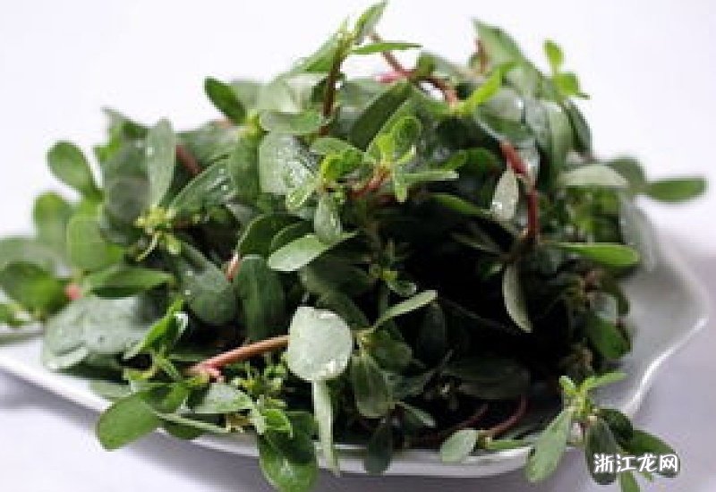 馬齒莧的六大神奇功效，自然草本的力量，馬齒莧的六大神奇功效，自然草本的奧秘力量