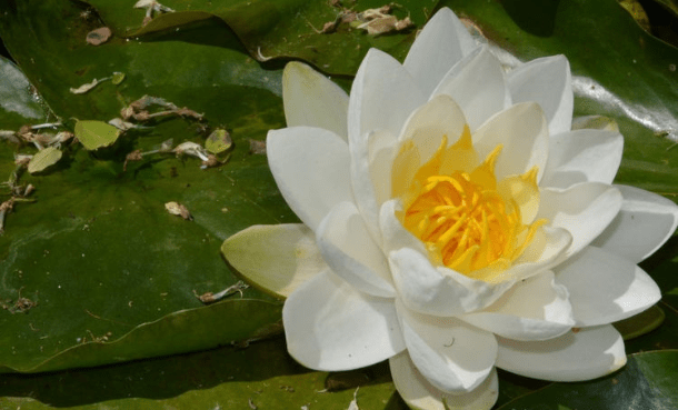 王中王493333www中特馬今晚開獎——探索彩票背后的秘密與策略，彩票背后的秘密與策略探索，王中王493333中特馬今晚開獎揭秘