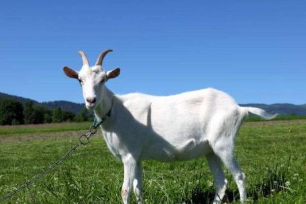 今晚澳門開三肖兔羊蛇，探索生肖運(yùn)勢與風(fēng)水預(yù)測的魅力，生肖運(yùn)勢與風(fēng)水預(yù)測探索，兔羊蛇今晚在澳門展現(xiàn)魅力