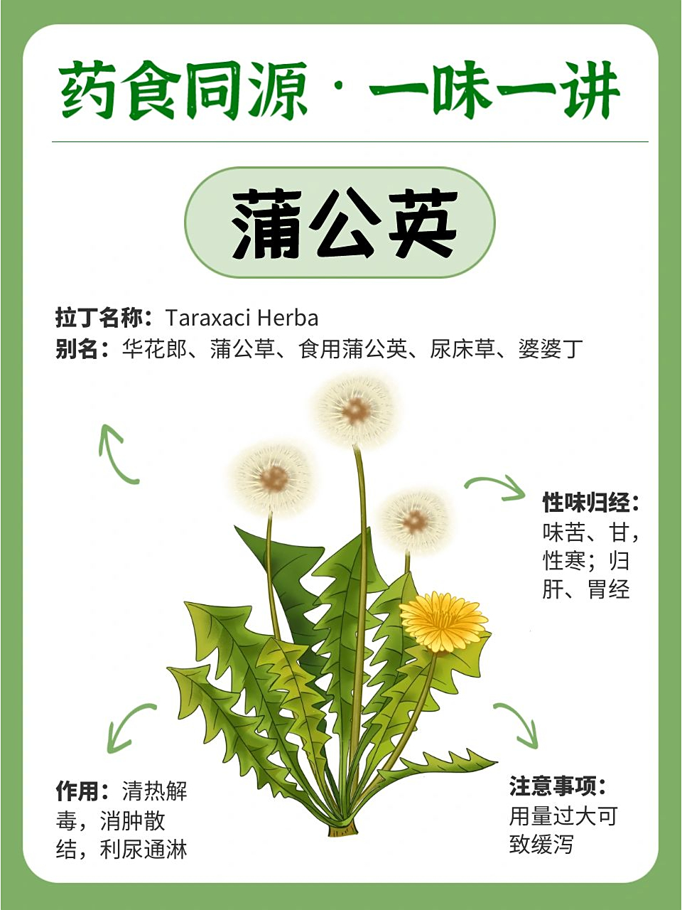 蒲公英，前列腺炎的強(qiáng)力克星，蒲公英，前列腺炎的天然克星