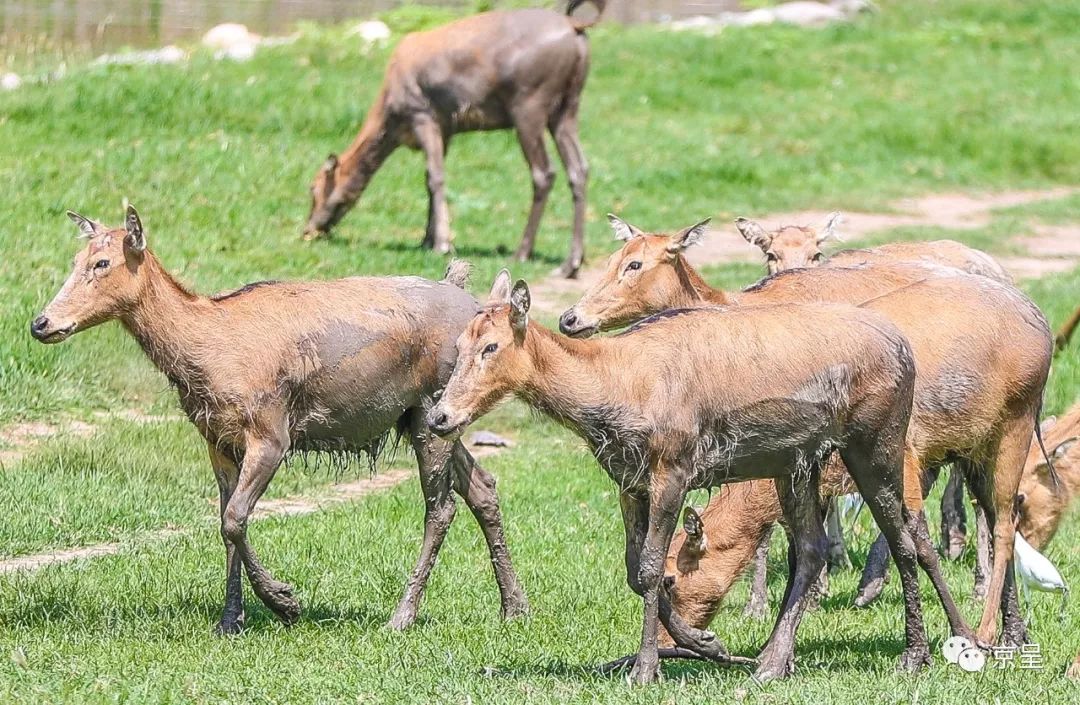 家婆王中王一肖四不像，深度解讀與SEO策略探討，家婆王中王一肖四不像，深度解讀與SEO策略探討指南
