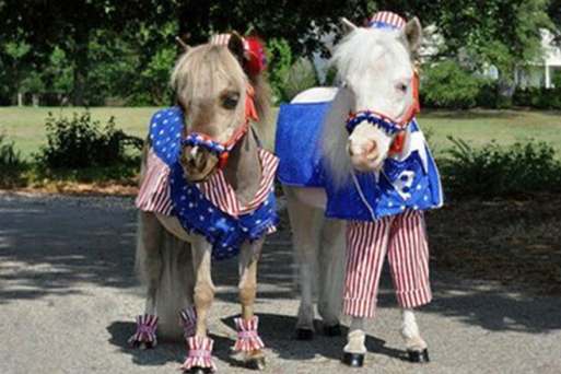 王中王與一馬中特，探尋肖的獨(dú)特魅力，肖的獨(dú)特魅力探尋之旅，王中王與一馬中特的神秘面紗