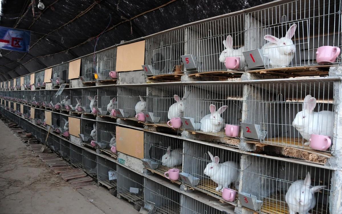 卵子排出后能存活多久，深入解析卵子生存時間與生育健康，卵子生存時間與生育健康，卵子排出后的存活時間解析