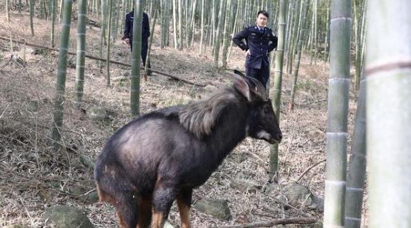 白小姐四不像王中王一肖，神秘傳奇與SEO解讀，白小姐四不像王中王一肖，神秘傳奇與SEO揭秘