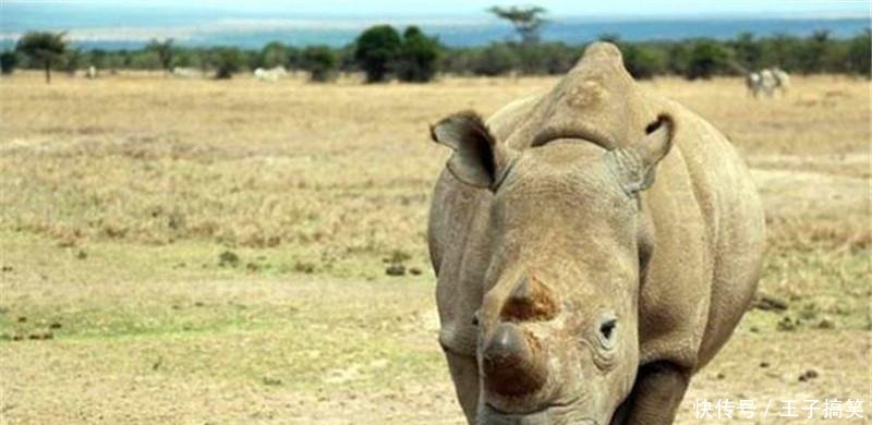 王中王四不像圖的一肖——揭秘背后的神秘文化符號，揭秘王中王四不像圖背后的神秘文化符號，一肖探秘之旅