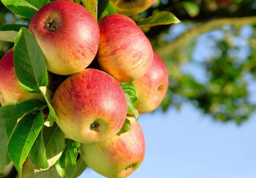 煮蘋果減肥法，三天瘦8斤的秘密之道，煮蘋果減肥法，三天輕松瘦8斤的秘密之道