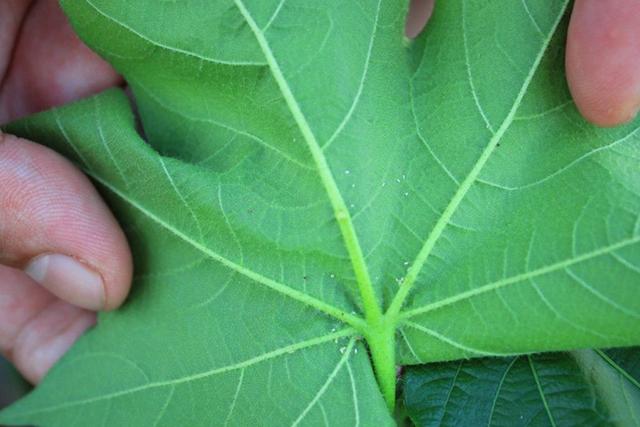 頭疼吃什么藥有效，全面解析與指南，頭疼癥狀解析與有效藥物指南