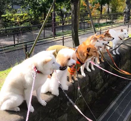 澳門一碼一肖一待一中四不像——揭開神秘面紗下的真相，澳門神秘事件揭秘，一碼一肖一待一中四不像真相探索