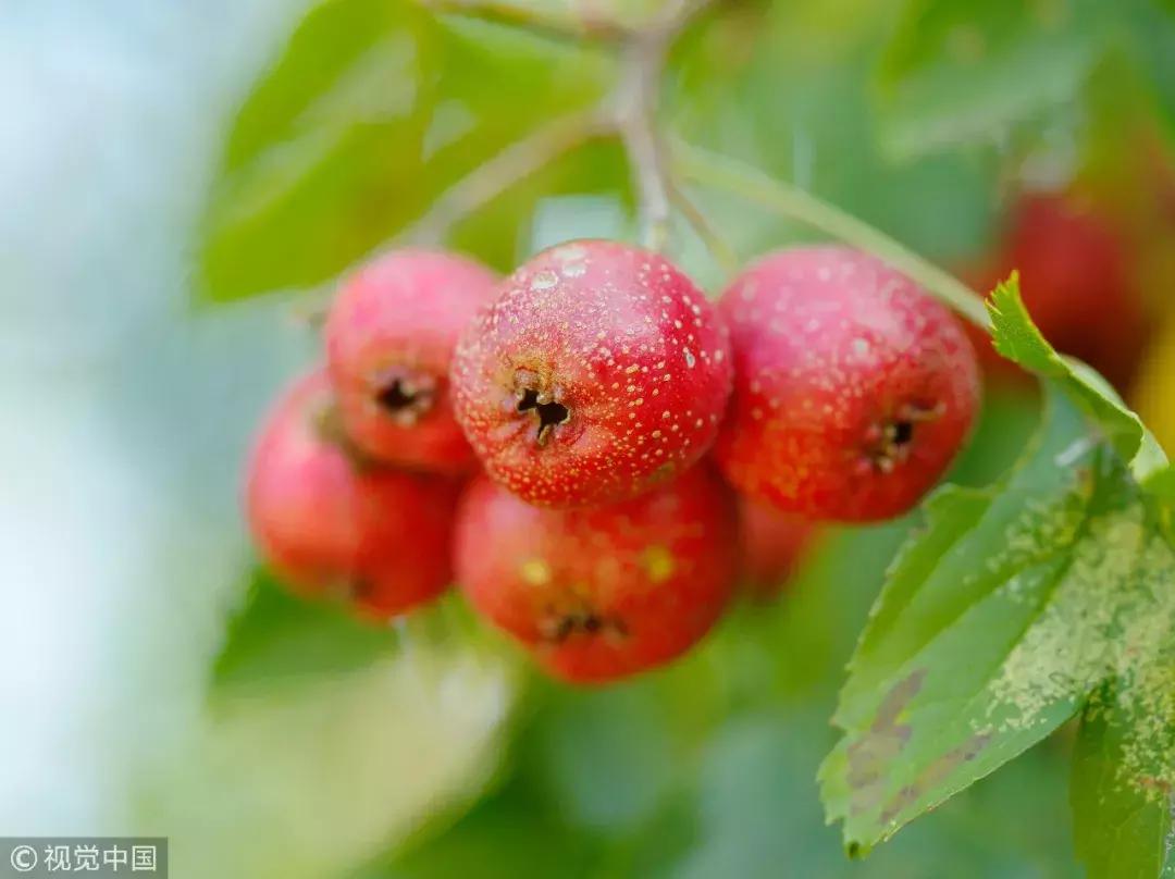 喝檸檬水的好處和壞處，全面解析檸檬水的健康影響，檸檬水健康影響全解析，好處與壞處一覽無余