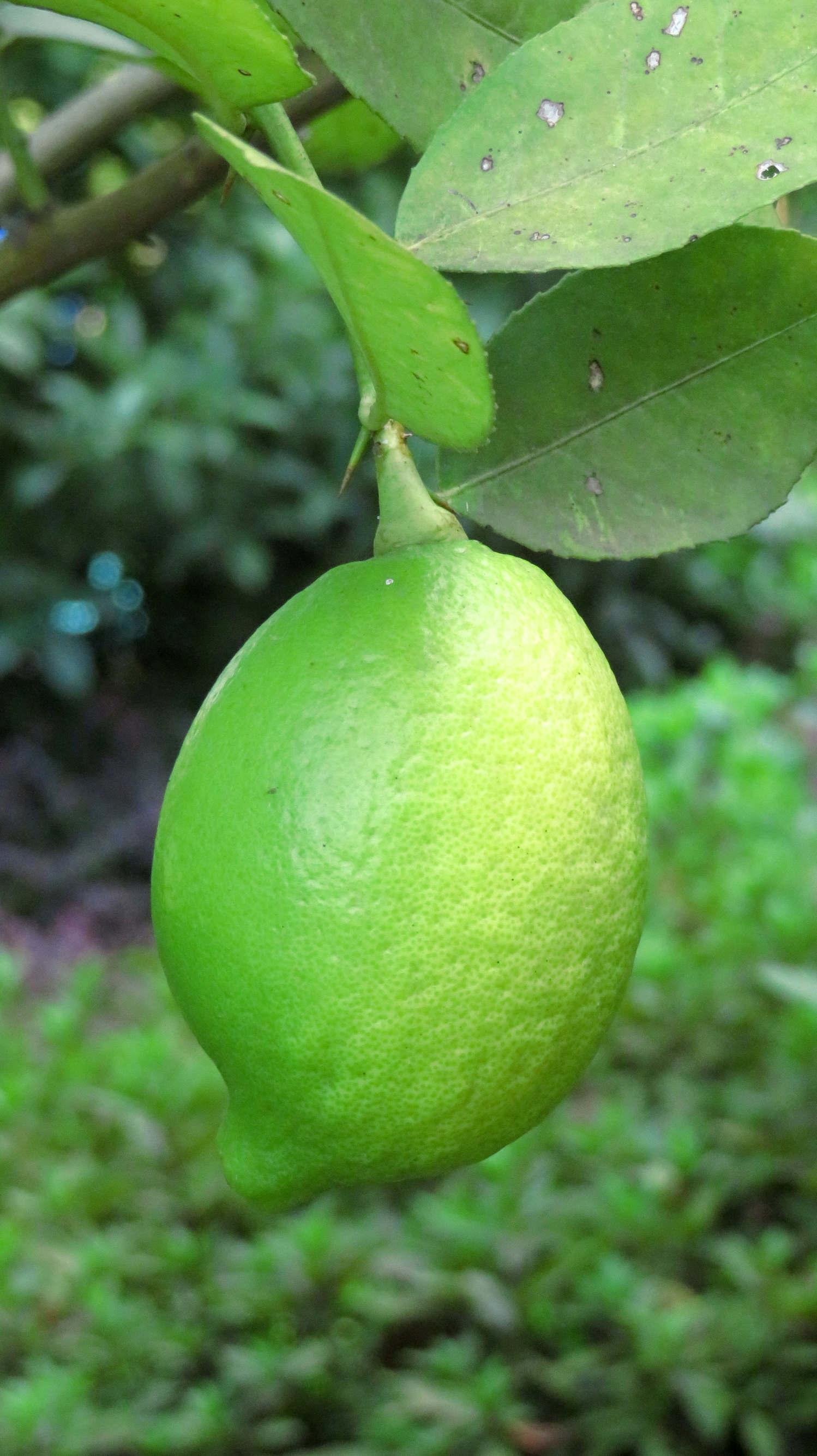 檸檬泡水喝的功效，揭示檸檬的健康益處，檸檬泡水喝的健康益處，揭示檸檬的神奇功效