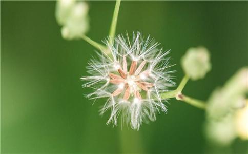 蒲公英煮水對乳腺結(jié)節(jié)的影響，半年后的效果解析，蒲公英煮水對乳腺結(jié)節(jié)的影響及半年效果解析