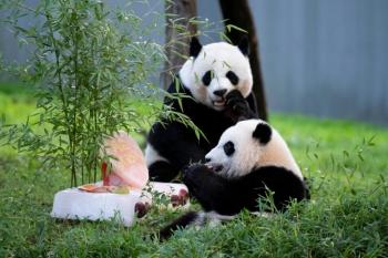 一歲寶寶餐一周菜譜，營養(yǎng)豐富的輔食計劃，一歲寶寶營養(yǎng)輔食計劃，一周健康菜譜