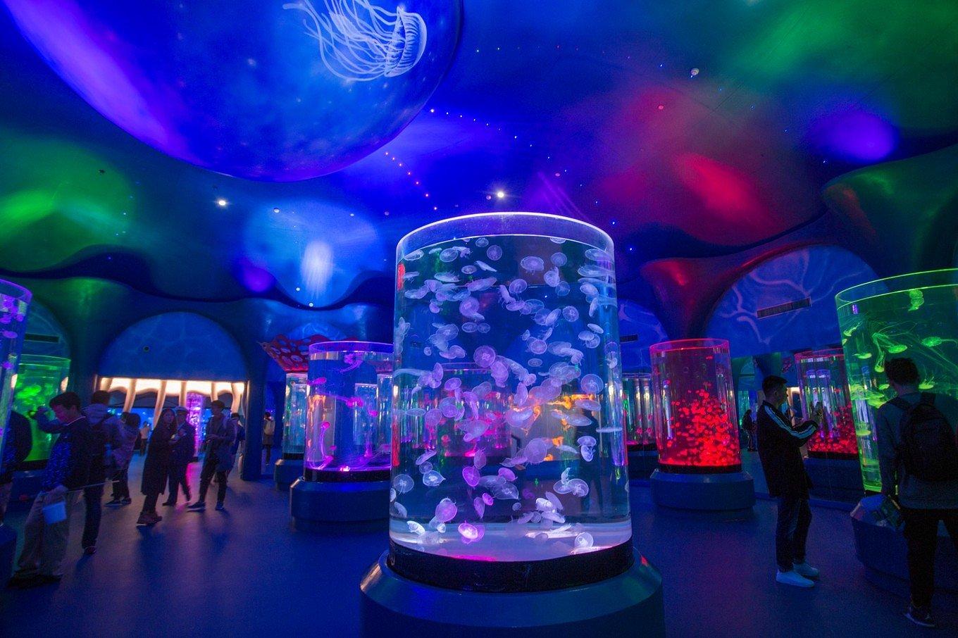 上海海昌海洋公園一日游攻略，上海海昌海洋公園一日游攻略詳解