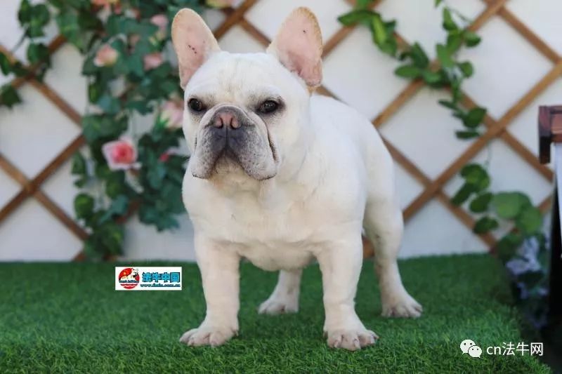 新澳門一碼一肖一待一中四不像的奧秘與探索，澳門一碼一肖一待一中四不像奧秘揭秘與探索