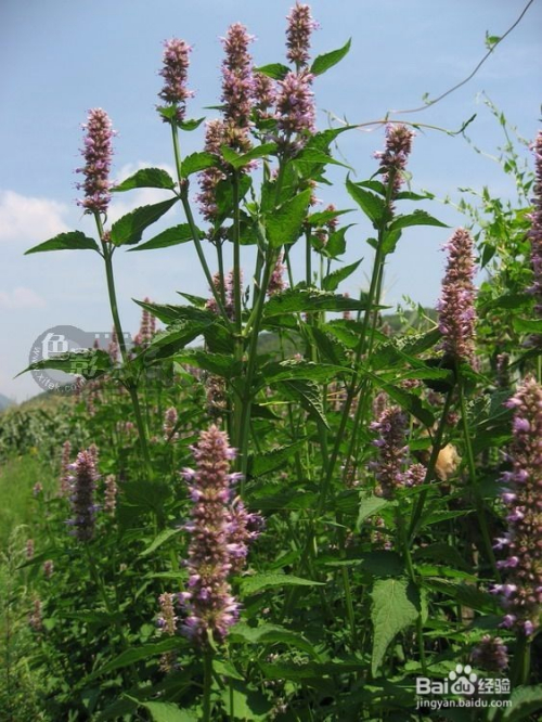 藿香正氣水，揭示其16種超乎想象的妙用，藿香正氣水，揭秘其超乎想象的16種妙用