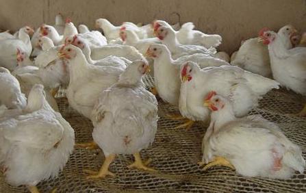 前景展望 第2頁