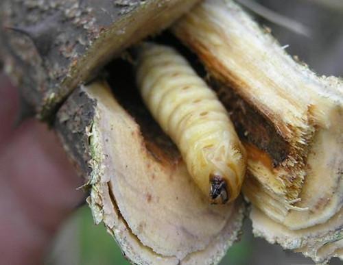 痔瘡手術(shù)費(fèi)用詳解，價(jià)格、因素與準(zhǔn)備，痔瘡手術(shù)費(fèi)用全解析，費(fèi)用、影響因素及術(shù)前準(zhǔn)備