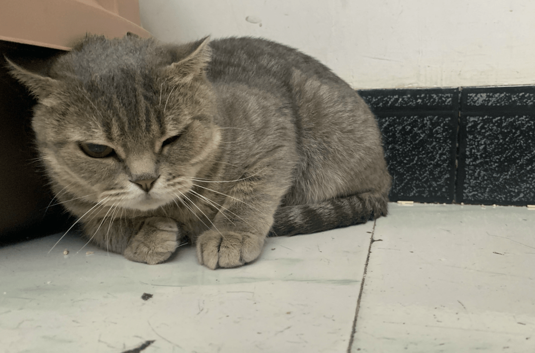 澳門一碼一肖一待一中四不像，探索與解析，澳門一碼一肖一待一中四不像，深度解析與探索