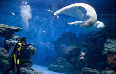 青島海底世界攻略，探索神秘的海底奇觀，青島海底世界攻略，揭秘神秘海底奇觀之旅