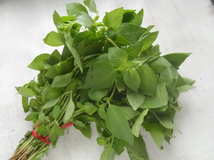 荊芥，一種神秘植物的探索與SEO優(yōu)化，荊芥，神秘植物的探索與SEO優(yōu)化揭秘