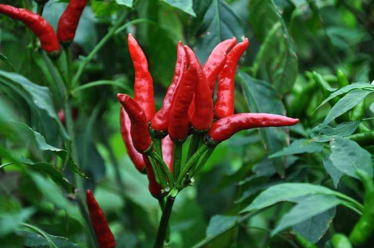 胃炎養(yǎng)胃的10種食物——健康飲食，遠(yuǎn)離胃炎困擾，健康飲食指南，胃炎養(yǎng)胃的十大食物助你遠(yuǎn)離胃炎困擾