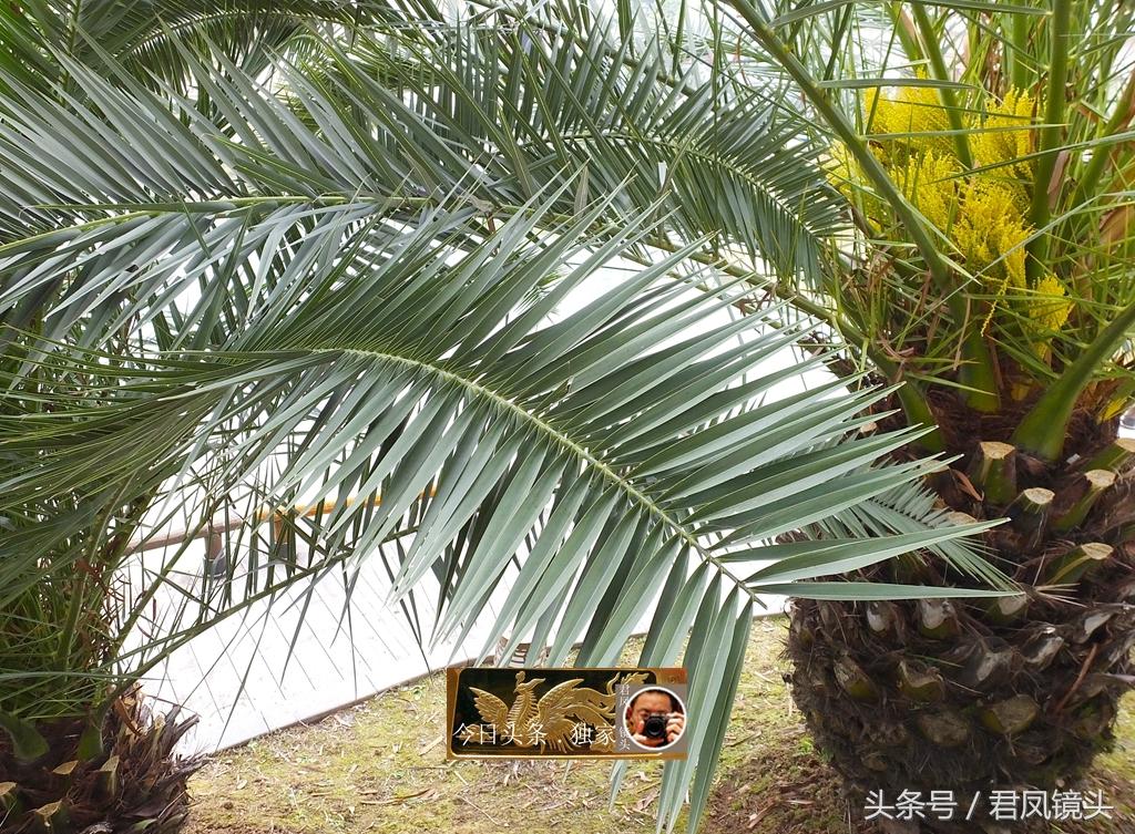 椰棗的功效與作用，揭示天然健康寶藏的奧秘，椰棗的神奇功效，天然健康寶藏的奧秘揭秘