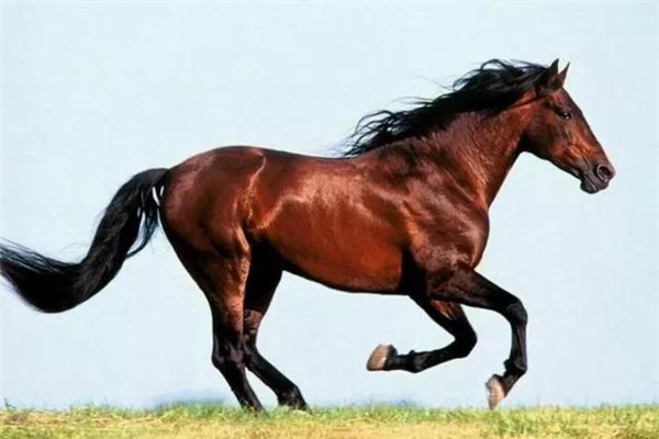 劉伯溫平特一肖四不像，神秘傳奇與SEO解讀，劉伯溫平特一肖四不像，神秘傳奇與SEO揭秘