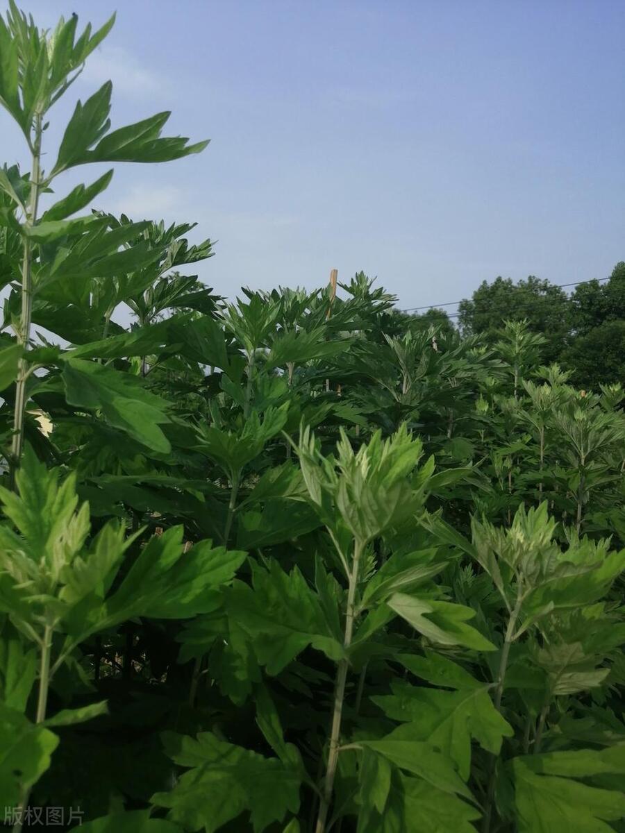 艾葉泡腳，最佳頻率揭秘，一周幾次最佳養(yǎng)生？，艾葉泡腳最佳頻率揭秘，一周幾次最養(yǎng)生？