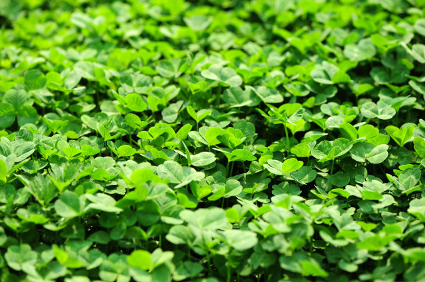 苜蓿草圖片，自然之美與SEO的完美結(jié)合，苜蓿草圖片，自然之美與SEO的交融之道