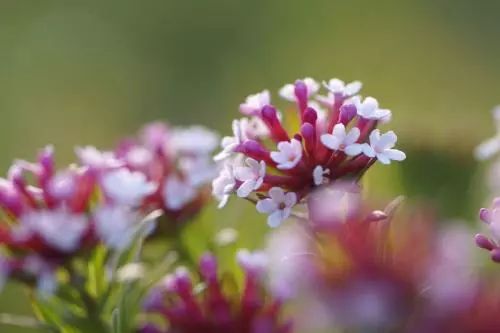 致癌花卉第一名，警惕身邊的健康隱患，致癌花卉第一名，身邊的健康隱患需警惕