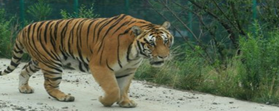 山中之王王中王——揭秘生肖傳奇，揭秘生肖傳奇，山中之王王中王的傳奇故事