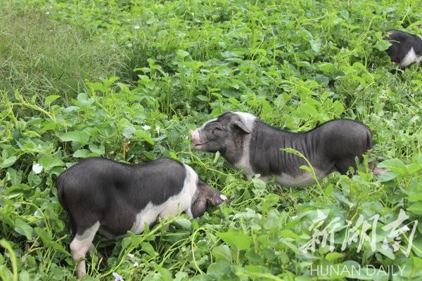 花豬王中王平特一肖，深度解析與SEO優(yōu)化策略，花豬王中王平特一肖，深度解析及SEO優(yōu)化策略探討