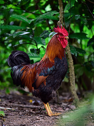 澳門(mén)新資料雞號(hào)預(yù)測(cè)與探索，走進(jìn)未來(lái)的2025展望，澳門(mén)新資料雞號(hào)預(yù)測(cè)與探索，展望未來(lái)的2025藍(lán)圖